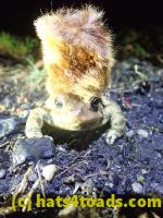 /home//u458753944/public_html/sourcegallery///////////Roxborough Toad Detour/2022/2022-03-17/P3170885.JPG
